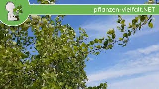 ZitterpappelEspe  Zittern der Blätter  210518 Populus tremula  heimische Bäume bestimmen [upl. by Trelu]