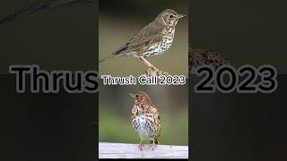 Thrush Call birds bird birdcall [upl. by Candy]