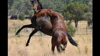 EL JEFE DE LA MANADA  LUSITANOS EN LIBERTAD [upl. by Paine445]