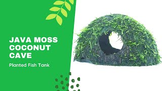 Unboxing Java Moss Coconut Cave  BunnyCart [upl. by Neroc]