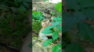 Adorable Julina Baby Monkey look at Mum Eating monkeycute cuteanimals [upl. by Norvun]