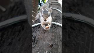 Sunday morning meeting with wild friends 🥰🐿 squirrel shortclips tantraavi [upl. by Damalas549]