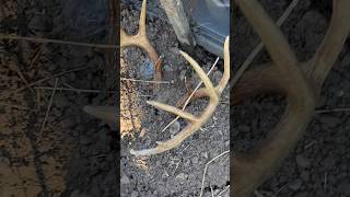 Look what I found… deerhunting euromount buck treestand [upl. by Hutner]