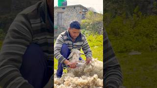 Wool Direct from Sheep 🐑 winter minivlog sheep mountains 75hard nature ytshots love yt [upl. by Anyahs]