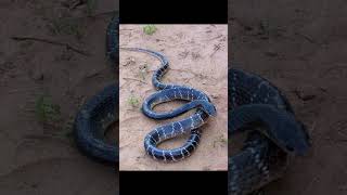 Common Krait Snake  Bungarus Caeruleus Pics [upl. by Rhpotsirhc]