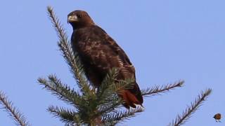 Red Tailed Hawk Lets Out A Loud Screech [upl. by Koran]