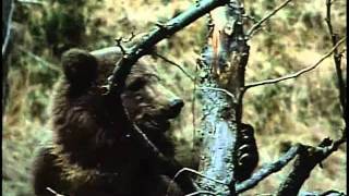 Bear Grylls Top 3 Most Disgusting Moments  NOT FOR THE SQUEAMISH [upl. by Hinkle821]