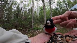 RoseBreasted Grosbeak Fellowship [upl. by Senga83]