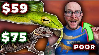 The BEST Reptiles For POOR PEOPLE [upl. by Ithnan]