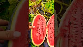 Dharpushani vivasayam garden fruit vivasaye agriculture agriculture vivasayee farming agro [upl. by Gausman]