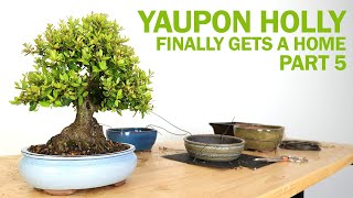 Yaupon Holly Bonsai  Part 5 Finally Gets a Home [upl. by Judah]