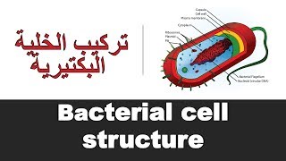 Bacterial cell structure [upl. by Duke]