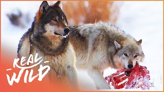 The Wild Wolves Of Yellowstone  The War Of The Wolf Packs Part 2  White Wolf  Real Wild [upl. by Pollard]