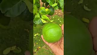 Seedless lemonplantsgarden shortsvideo [upl. by Ibson]