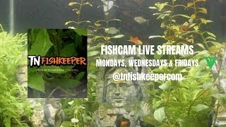 TNFISHKEEPERCOM™ 🐠 FISHCAM 45 [upl. by Dellora]