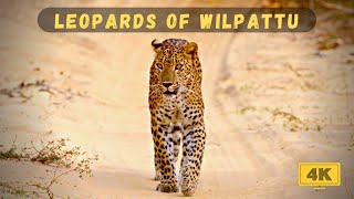 Leopards of Wilpattu [upl. by Richlad]