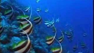 CORAL REEF La barriera corallina in lingua italiana nel mio sito wwwideavideoit [upl. by Enomahs]