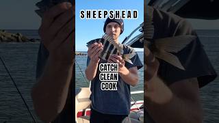 Sheepshead catch clean cook 🎣🧼🍽️ [upl. by Latsyk413]