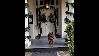 Smithville Mansion with Bella the Great German Shepherd dog germanshepherd christmas dog [upl. by Sweeney998]