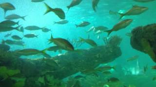 Ripleys Aquarium Toronto Ontario  Ride Along Through Tunnel [upl. by Anirtek986]