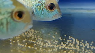 How to tell Electric blue acara gender Blue acara cichlids spawning and breeding behavior [upl. by Norling]