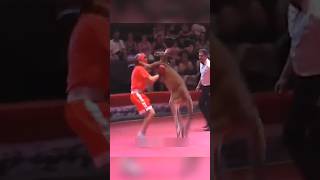 Kangaroo আর Rottweiler dog মধ্যে কে জিতবেshorts [upl. by Pelagi170]