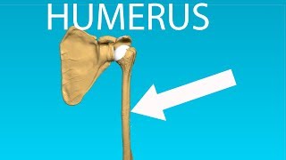 Humerus Anatomy  Bones 2 [upl. by Nosde855]