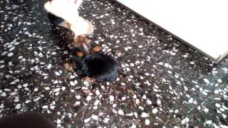 Adiestrar cachorro yorki 2 meses [upl. by Ainafets]