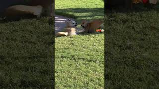 No walk yet…shortsfeed puppy dog doglover shortdogvideo [upl. by Ralf255]