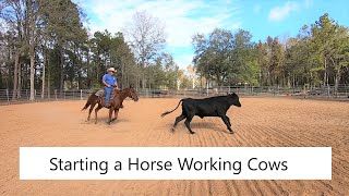 Start a horse working cows [upl. by Helfand]