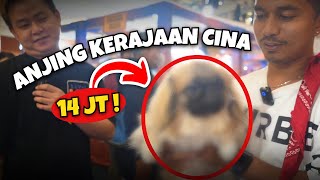 ADA ANJING KERAJAAN CHINA DI MALL ‼️ [upl. by Lahtnero270]