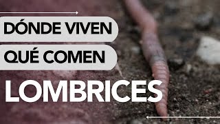 Dónde VIVEN las LOMBRICES y QUÉ COMEN realmente 🧐 ¡SON ASOMBROSAS [upl. by Nimesay]