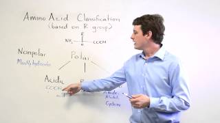 Amino Acids Polar vs NonPolar Acidic Basic and Neutral [upl. by Lilia]