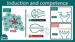 Induction and competence  Amphibian lens induction  Developmental biology [upl. by Dunning551]