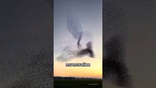 Why Starling Murmurations Happen shorts [upl. by Brozak]