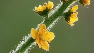 Agrimony The Tense but Relaxed Remedy [upl. by Aruabea907]