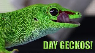 Awesome Day Geckos  Hobby Breeders [upl. by Minsk]