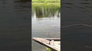 Traditional Hook Fishing in River fishing fishingtechniques viralfishing catchingfish [upl. by Sperry113]