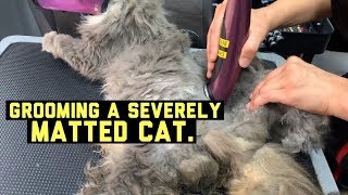 SEVERELY MATTED CAT GETS GROOMED  VIEWERS DISCRETION ADVISED [upl. by Eseenaj]