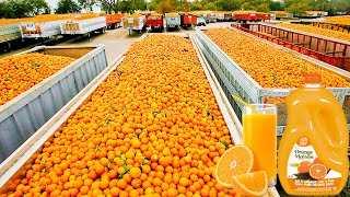 How Orange Juice Is Made In Factory  Fresh Orange Juice Factory Process [upl. by Atirys]