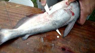 Filleting Catfish by Fishing Guide Billy Kilpatrick [upl. by Agate]