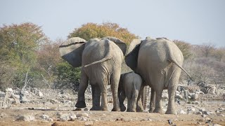 Namibia 2023 part three Etosha NP [upl. by Norted331]