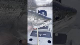 Big Manistee Steelhead Bead Fishing at its Finest fishing steelhead salmonfishing [upl. by Balliett]