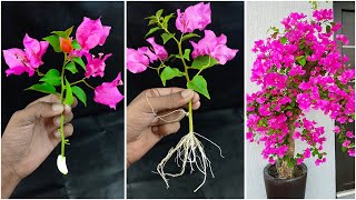 How to propagate Bougainvillea plant from cuttings  Propagation flower tree [upl. by Heinrik761]