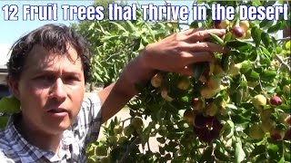 12 Fruit Trees that Thrive in the Desert with Little Care [upl. by Ayanal996]