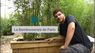 Comment planter un bambou en jardinière ou pot [upl. by Ebby]