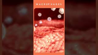 Defination of Macrophages what are types of macrophages 👍 [upl. by Nnasus514]