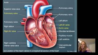 Lecture16 Cardiac Physiology [upl. by Lettie]