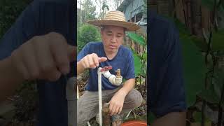 Install a lowwater pressure adjustable atomizing sprinkler in the courtyard to spray water Agricu [upl. by Ahtilat642]