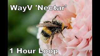 WayV 威神V Nectar 1 Hour Loop1시간 [upl. by Nalla]